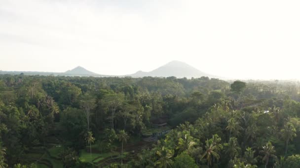 Панорамный Вид Бали Рисовыми Террасами — стоковое видео