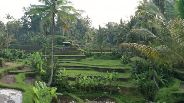 Terraços Arroz Santana Bali — Vídeo de Stock