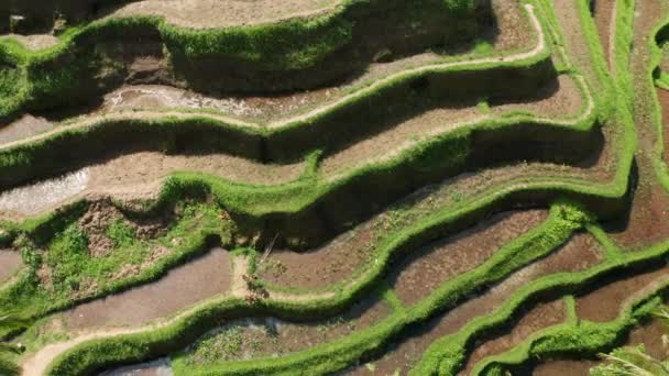 Arroz Ubud Bali — Vídeo de Stock