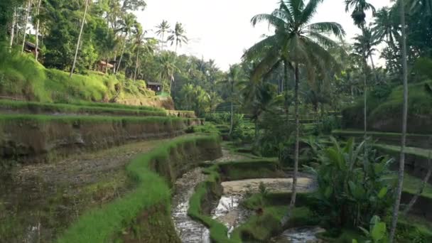 Terrazze Riso Tegallalang Bali — Video Stock