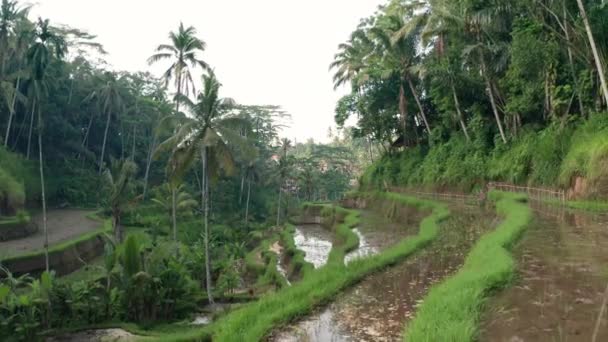 Ceking Rice Terraces Bali — Vídeo de Stock