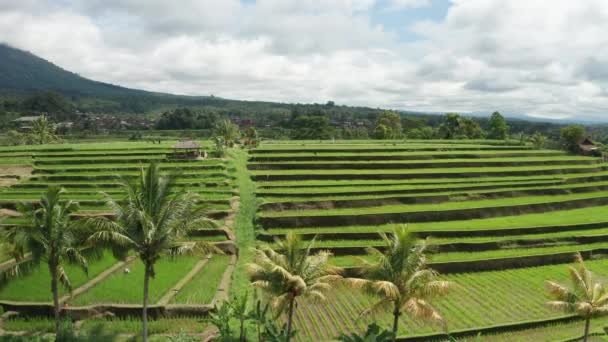 Aerial Jatiluwih Rice Terrace — Videoclip de stoc