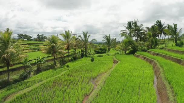 Rice Paddies Bali — Stock Video