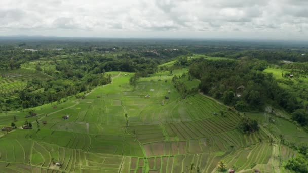 Bali Landskapsbild Med Jatiluwih Rice Terrasser — Stockvideo