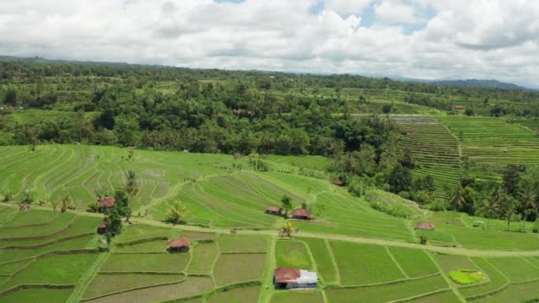 Luchtfoto Van Bali Met Jatiluwih Rice Terraces — Stockvideo