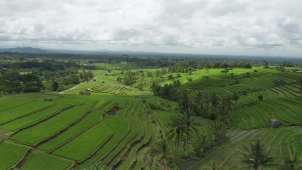 Pemandangan Udara Dari Sawah Pada Hari Berawan — Stok Video