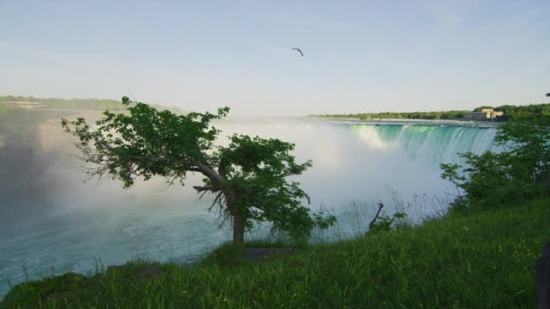 Niagara Falls Seen Tree — Video Stock