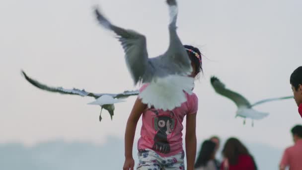 Girl Watching Seagulls — Stock Video