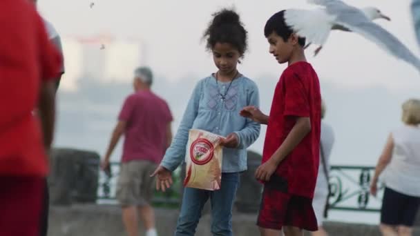 Menino Menina Alimentando Gaivotas — Vídeo de Stock