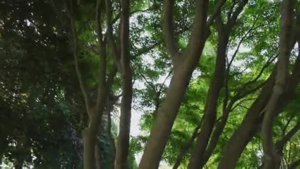 オークス ガーデン シアターの池 ナイアガラの滝 — ストック動画