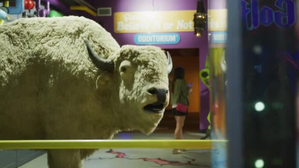 Buffalo Sculpture Ripley Believe — Stock Video