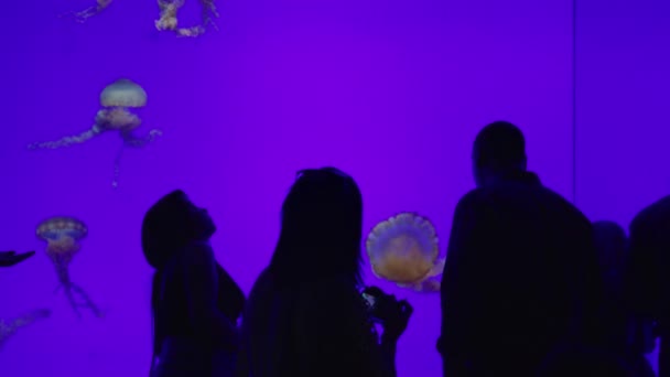 Planet Jellies Ripley Aquarium Canada — Stockvideo
