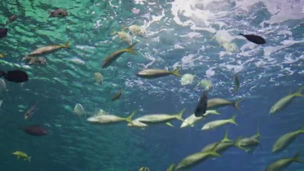 Vissen Die Het Water Zwemmen — Stockvideo