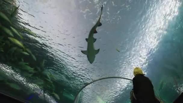 Squalo Pesce All Acquario Ripley Canada — Video Stock