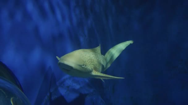 Requin Zèbre Aquarium Ripley Canada — Video