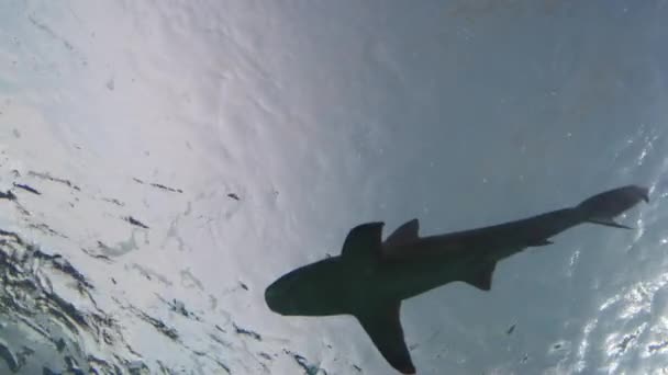 Niski Kąt Widzenia Rekina Wodzie — Wideo stockowe