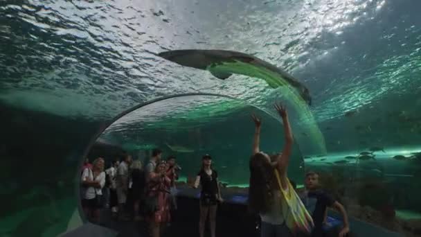 加拿大里普利水族馆水下隧道内的人 — 图库视频影像