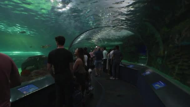 Túnel Subaquático Ripley Aquarium Canada — Vídeo de Stock