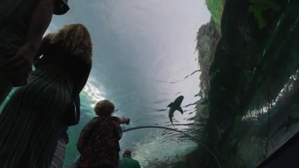 Sualtı Tünelinden Görünen Köpekbalığı — Stok video