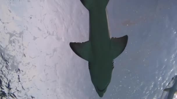 Vue Angle Bas Requin Nageant — Video