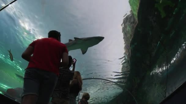 Tubarão Aquário Toronto — Vídeo de Stock
