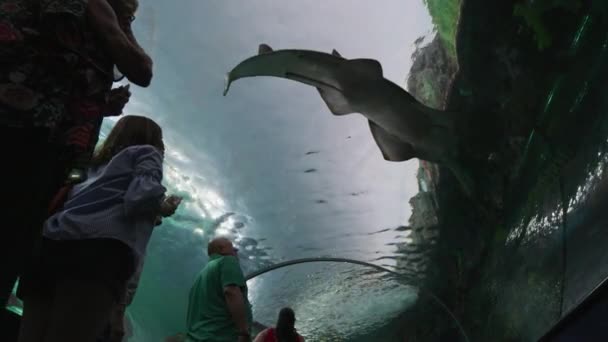 Scie Perche Vue Depuis Tunnel Sous Marin — Video