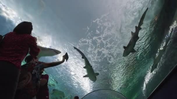 Menschen Bewundern Die Haie Ripley Aquarium Canada — Stockvideo