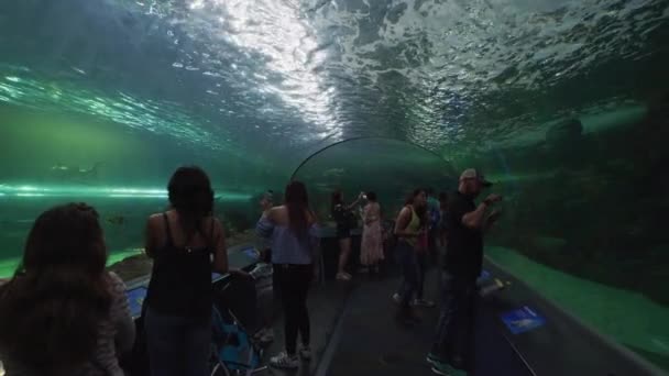 Toeristen Het Ripley Aquarium Canada — Stockvideo