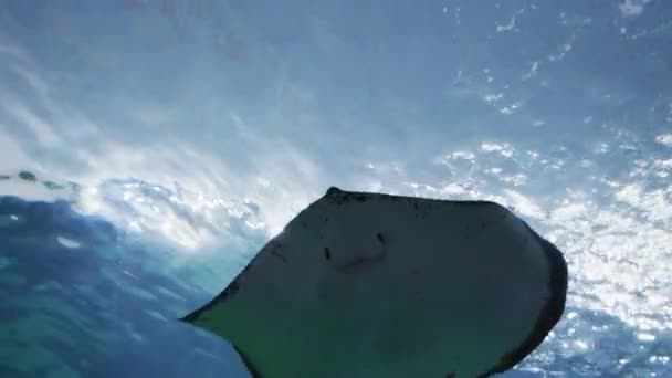 カナダのリプリー水族館でのケチの低角度ビュー — ストック動画