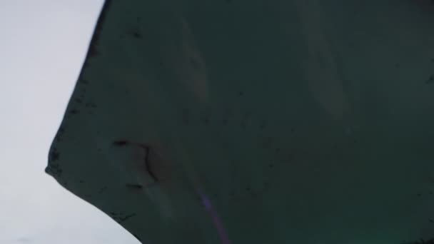 Stingray Akwarium Ripley Kanadzie — Wideo stockowe