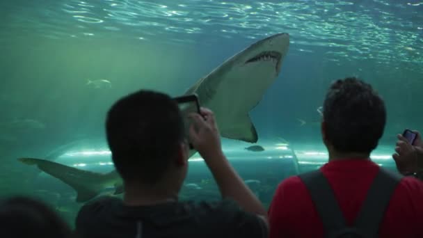 Robienie Zdjęć Rekinowi Akwarium Ripleya Kanadzie — Wideo stockowe