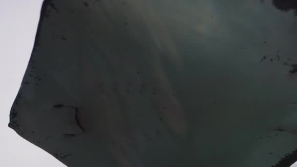 Ripley Akvaryumu Nda Stingray Yüzüyor — Stok video
