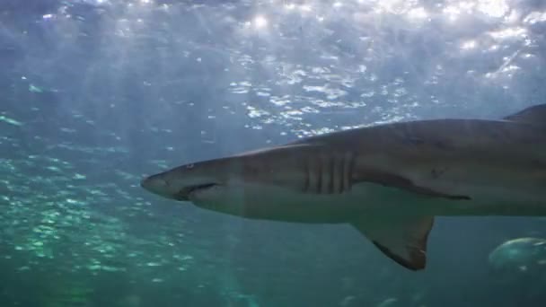 Requin Aquarium Ripley Canada — Video