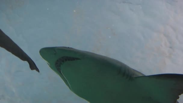 Tubarão Visto Baixo Ripley Aquarium Canada — Vídeo de Stock