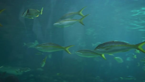 리플리 수족관에 물고기 — 비디오