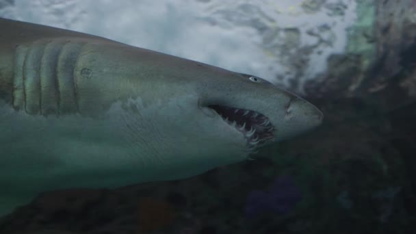 Vue Rapprochée Requin Nageant — Video