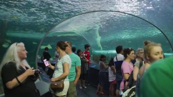 Besuch Der Gefährlichen Lagune Ripley Aquarium Canada — Stockvideo