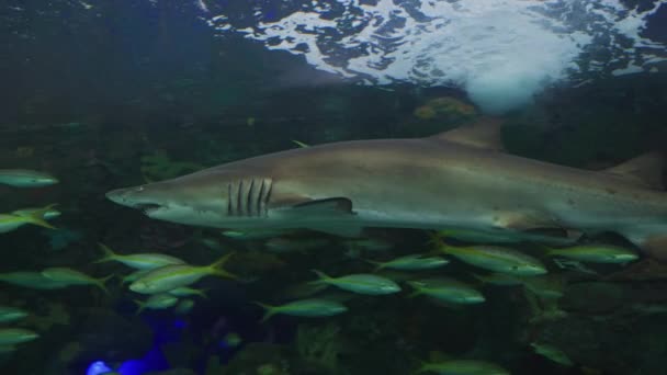 Pływanie Rekinów Między Rybami — Wideo stockowe