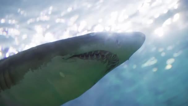 Tiburón Acuario Ripley Canadá — Vídeos de Stock