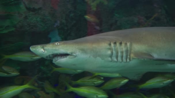 Haai Zwemt Langs Vissen Ripley Aquarium Canada — Stockvideo