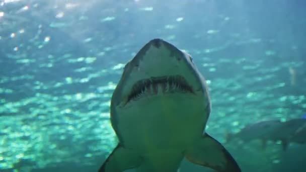 Vista Frontal Tubarão Ripley Aquarium Canada — Vídeo de Stock