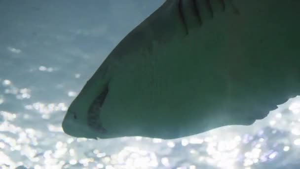 Visão Baixo Ângulo Tubarão Nadando — Vídeo de Stock
