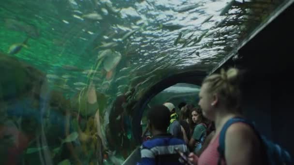 Pessoas Que Visitam Aquário Ripley Toronto — Vídeo de Stock