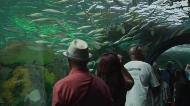 Touristes Visitant Aquarium Ripley Canada — Video