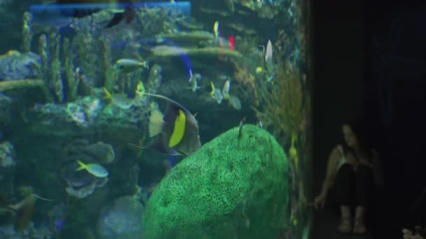 Réservoir Eau Avec Poissons Tropicaux Aquarium Ripley — Video