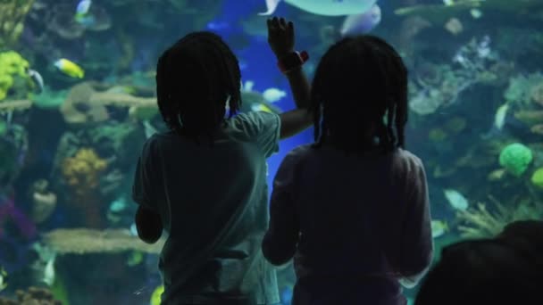 Crianças Admirando Peixe Aquário Ripley Toronto — Vídeo de Stock