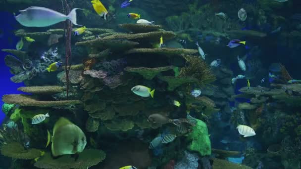 School Van Vissen Het Water Van Het Aquarium — Stockvideo