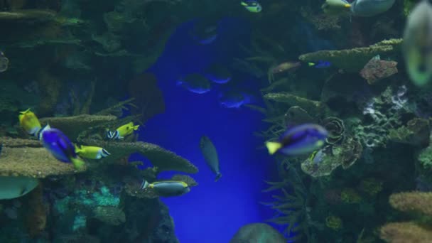 Fish Ripley Aquarium Toronto — Stock Video