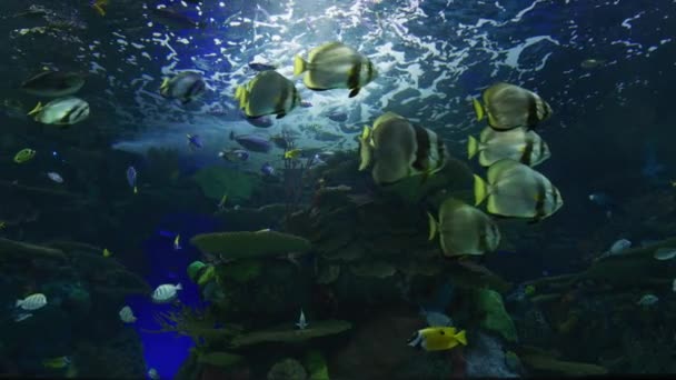 Peixe Colorido Ripley Aquarium — Vídeo de Stock