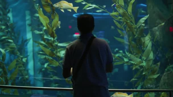 Человек Любующийся Рыбой Аквариуме Рипли — стоковое видео